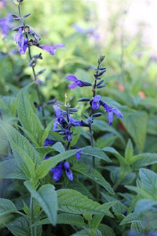 Black and Blue Anise Scented Sage